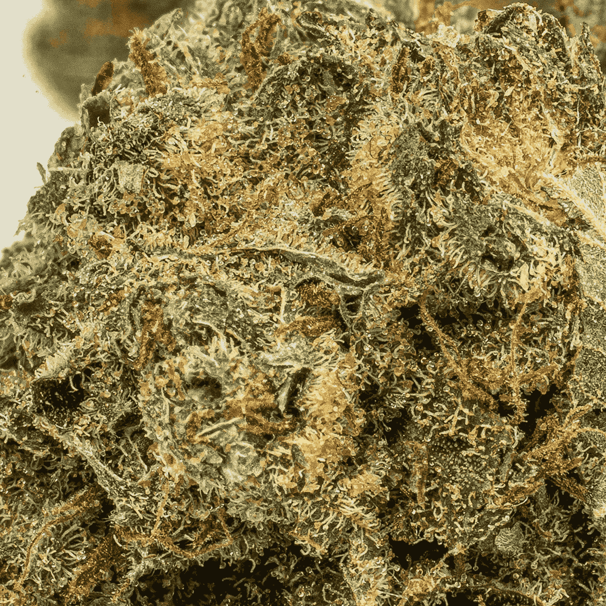 Shark Attack (AA+) - Image 5