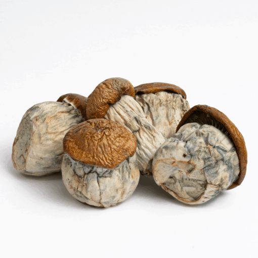 Dino Eggs Mushrooms
