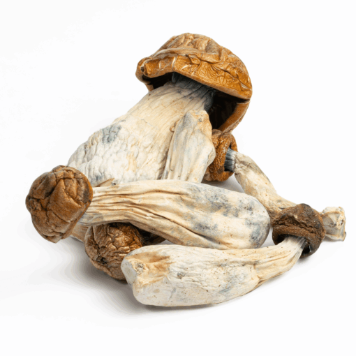 Makilla Gorilla Mushrooms