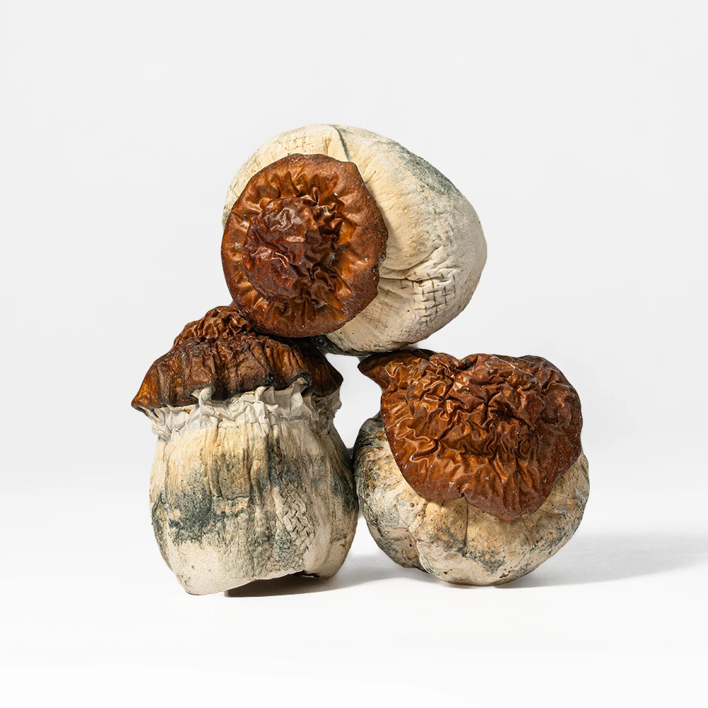 Texas Yellow Caps Mushrooms