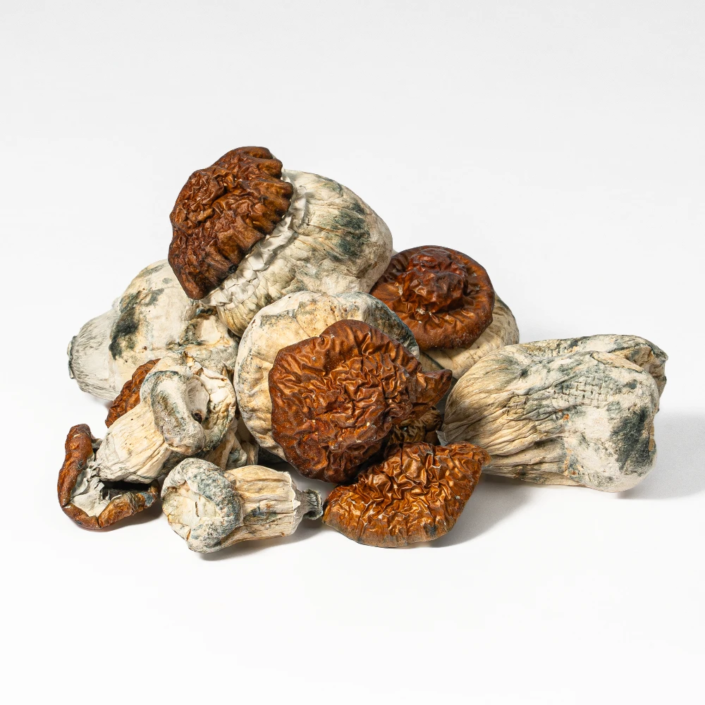 Texas Yellow Caps Mushrooms - Image 5