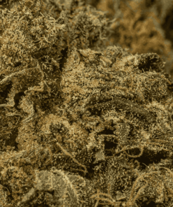 AK-47 is a legendary sativa-dominant hybrid that strikes with uplifting, long-lasting euphoria. Born from Colombian, Mexican, Thai, and Afghani genetics, this classic delivers a powerful cerebral buzz that sparks creativity, conversation, and blissful focus.