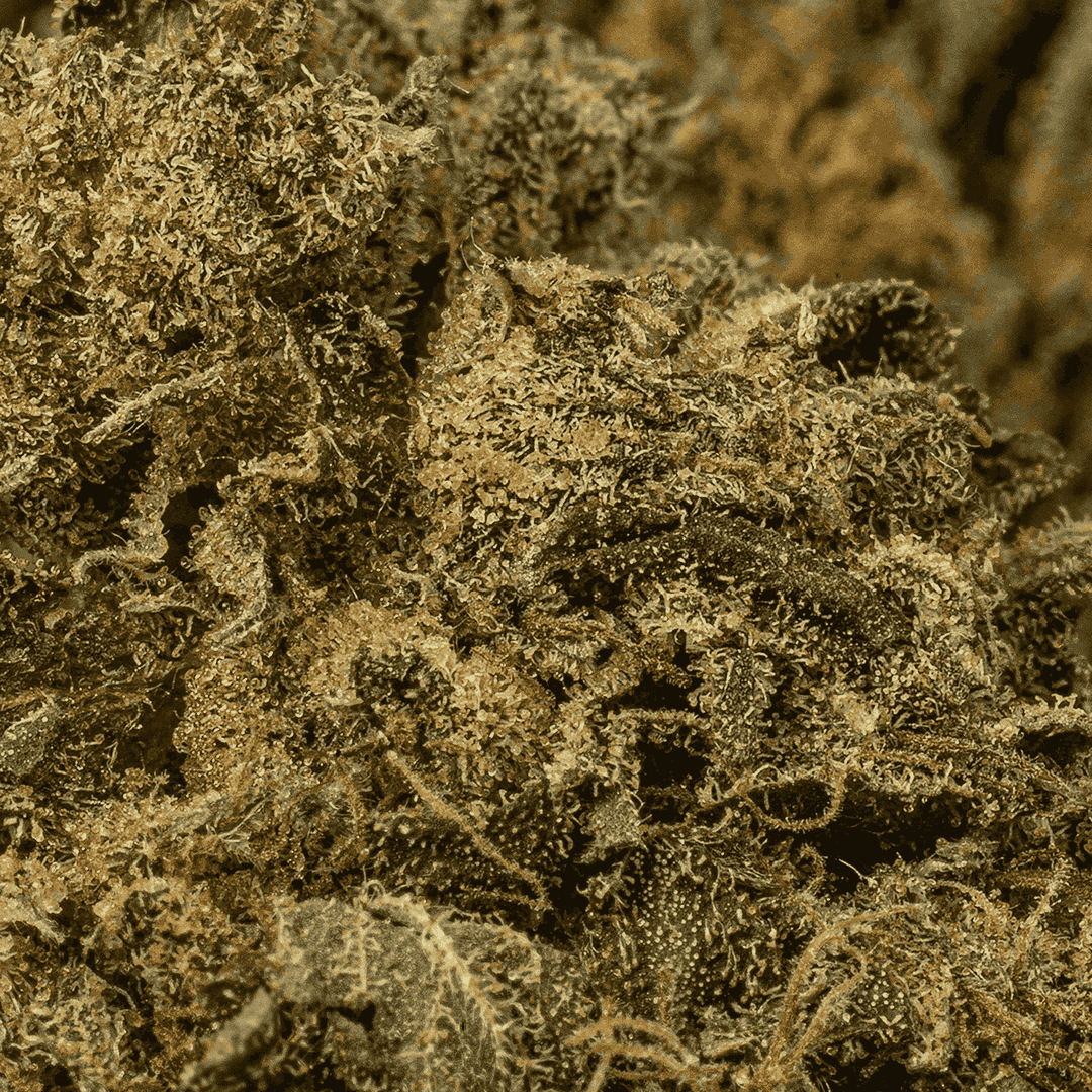 AK-47 is a legendary sativa-dominant hybrid that strikes with uplifting, long-lasting euphoria. Born from Colombian, Mexican, Thai, and Afghani genetics, this classic delivers a powerful cerebral buzz that sparks creativity, conversation, and blissful focus.