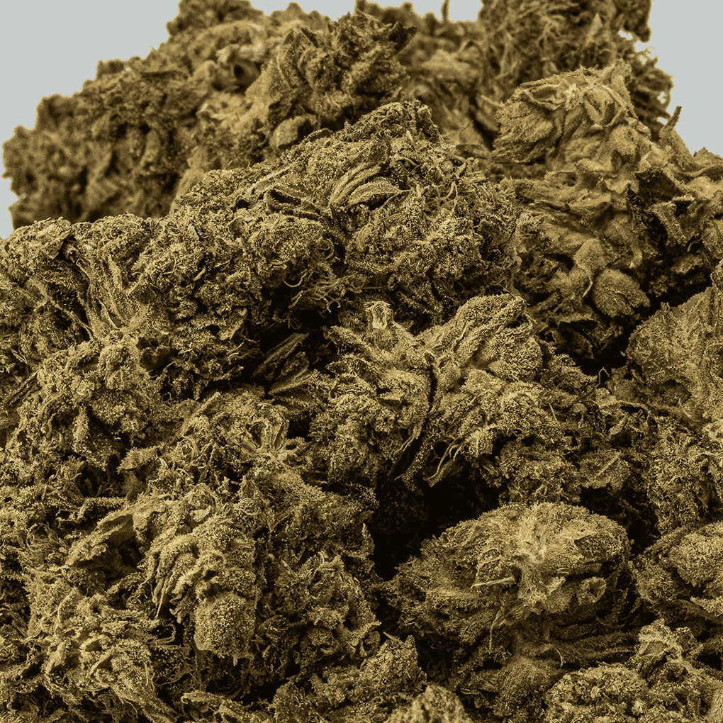 AK-47 is a legendary sativa-dominant hybrid that strikes with uplifting, long-lasting euphoria. Born from Colombian, Mexican, Thai, and Afghani genetics, this classic delivers a powerful cerebral buzz that sparks creativity, conversation, and blissful focus.