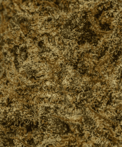 ATF, short for Alaskan Thunder Fuck, is a legendary sativa-dominant strain known for its electrifying uplift and bold flavor. Born from Northern California Sativa, Russian Ruderalis, and Afghani genetics, ATF delivers a euphoric rush that sparks creativity, focus, and unstoppable energy.