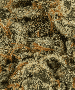 Alien Tits (Sativa Hybrid 70/30) delivers an electrifying yet calming high that lifts spirits, sharpens focus, and fuels creativity before melting into soothing bliss. With 19-23% THC, it’s a go-to for easing stress, anxiety, depression, nausea, and appetite loss.