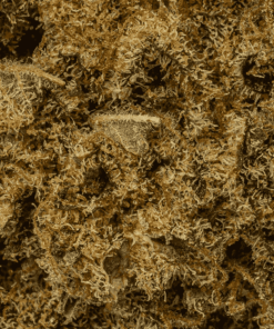 Gello is a perfectly balanced hybrid that blends the best of Gelato 45 and Flo into a sensory delight. Its sugary-sweet berry and citrus flavors captivate the palate, while hints of herbs and earth enrich the aroma.