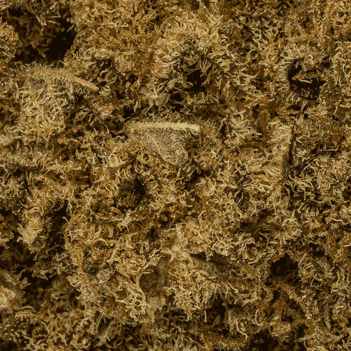 Gello is a perfectly balanced hybrid that blends the best of Gelato 45 and Flo into a sensory delight. Its sugary-sweet berry and citrus flavors captivate the palate, while hints of herbs and earth enrich the aroma.