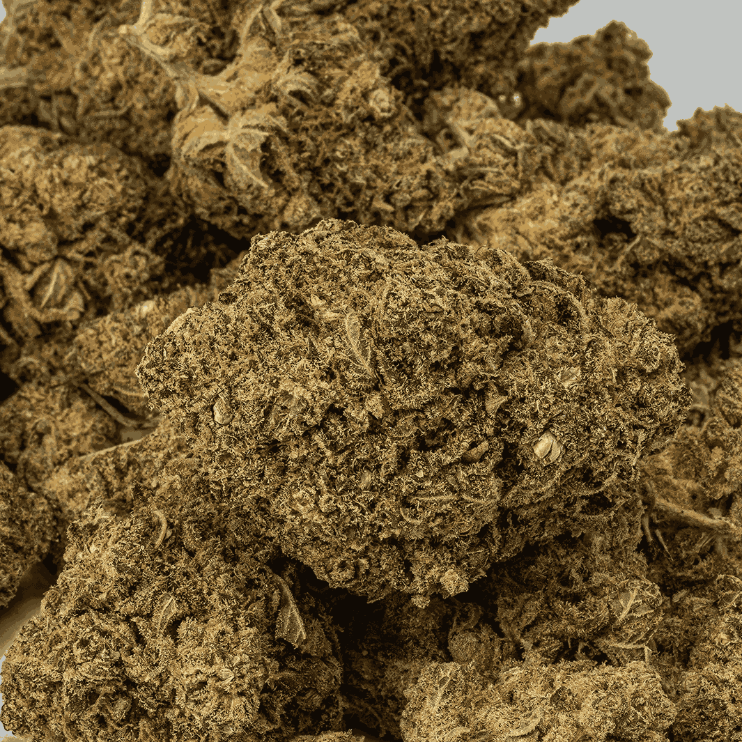 Gello is a perfectly balanced hybrid that blends the best of Gelato 45 and Flo into a sensory delight. Its sugary-sweet berry and citrus flavors captivate the palate, while hints of herbs and earth enrich the aroma.