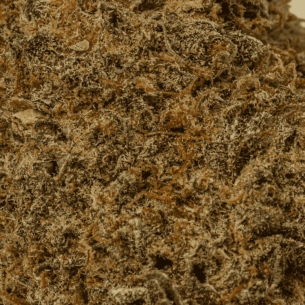 Matrix is a 70/30 indica-dominant hybrid with rich chocolatey, nutty flavors and earthy pine aromas. A cross of Mint Chocolate Chip and WiFi OG, it delivers a euphoric, tingly head high followed by deep body relaxation and couchlock.