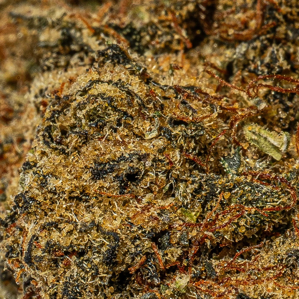 Ghost Dawg (AA+) - Image 4