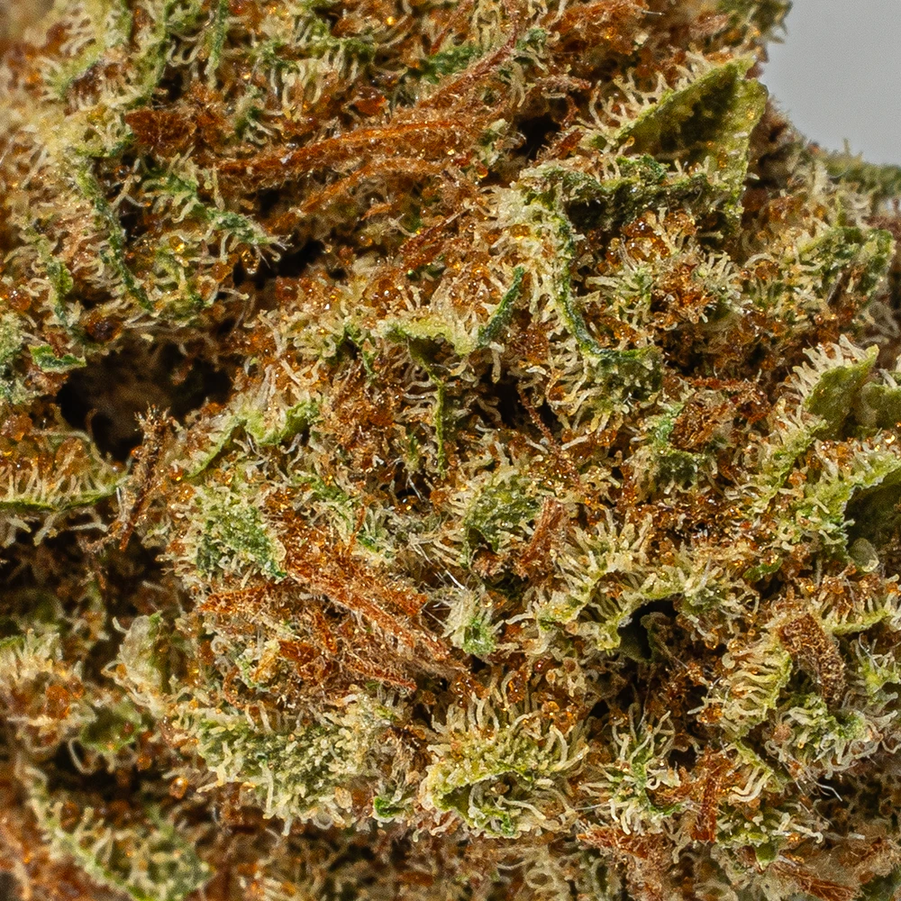 (Smalls) Raspberry Parfait (AA) - Image 5