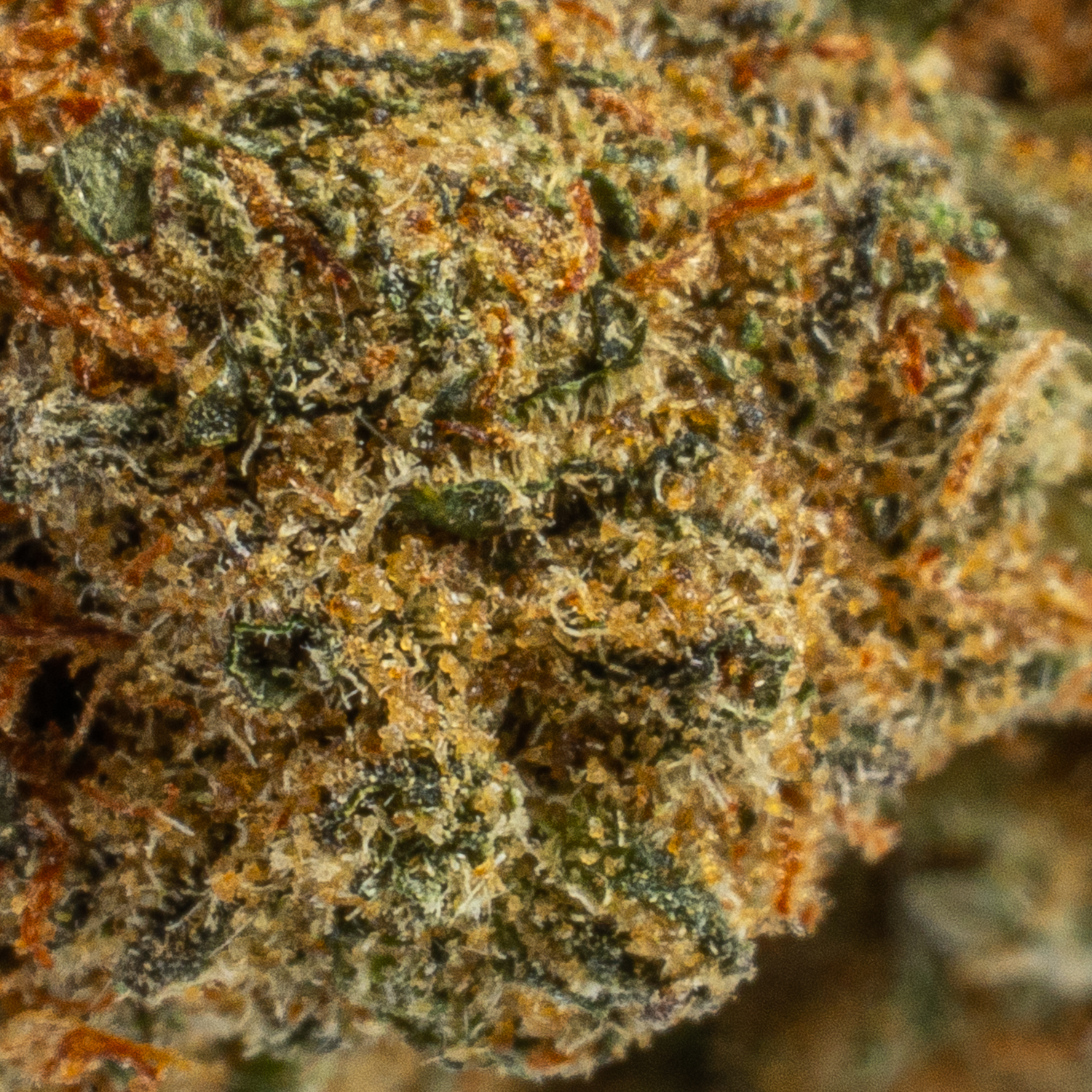 God's Gift (AA+) - Image 3