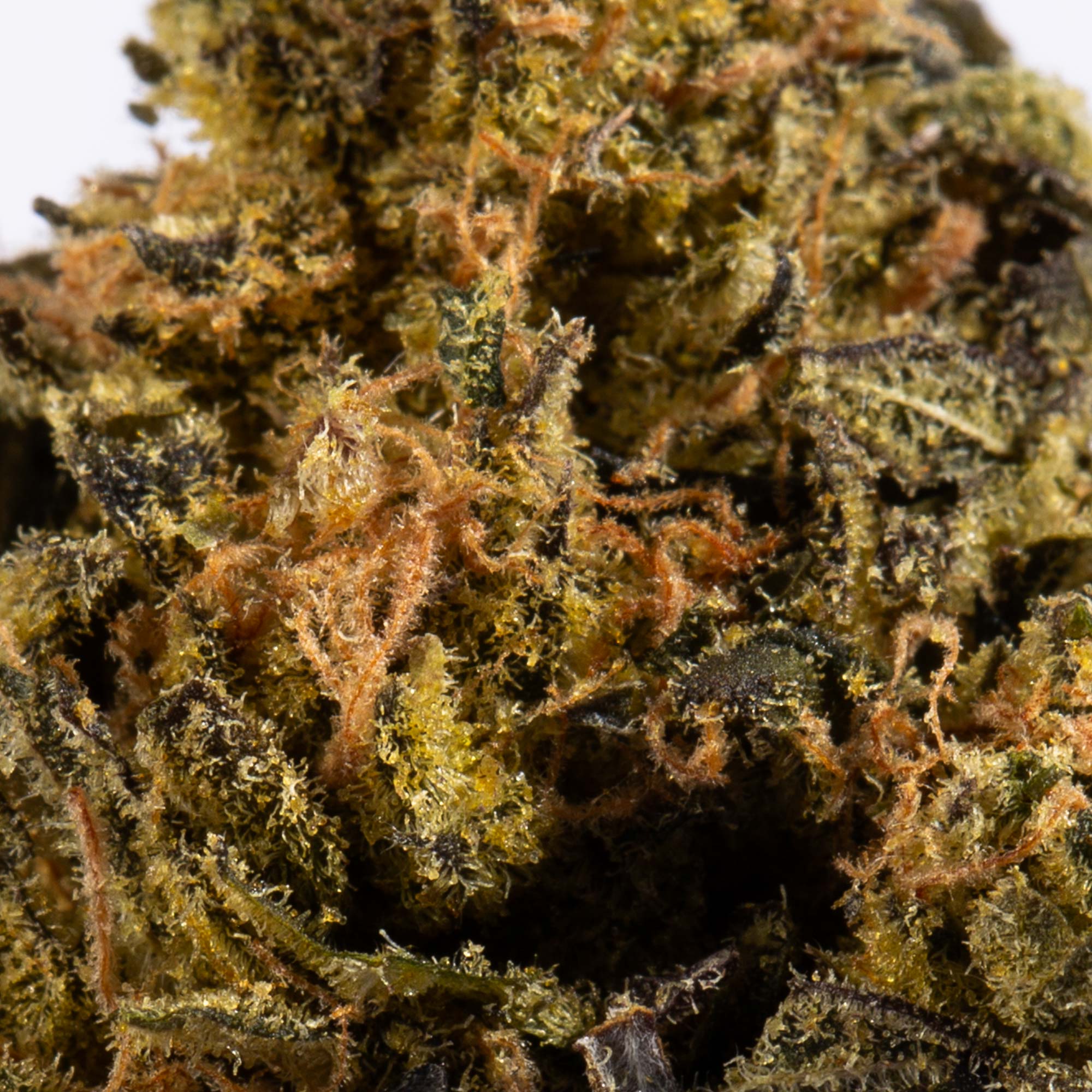 Cheese Wiz (AA+) - Image 4