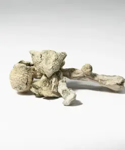 Albino Extraterrestrial Mushrooms