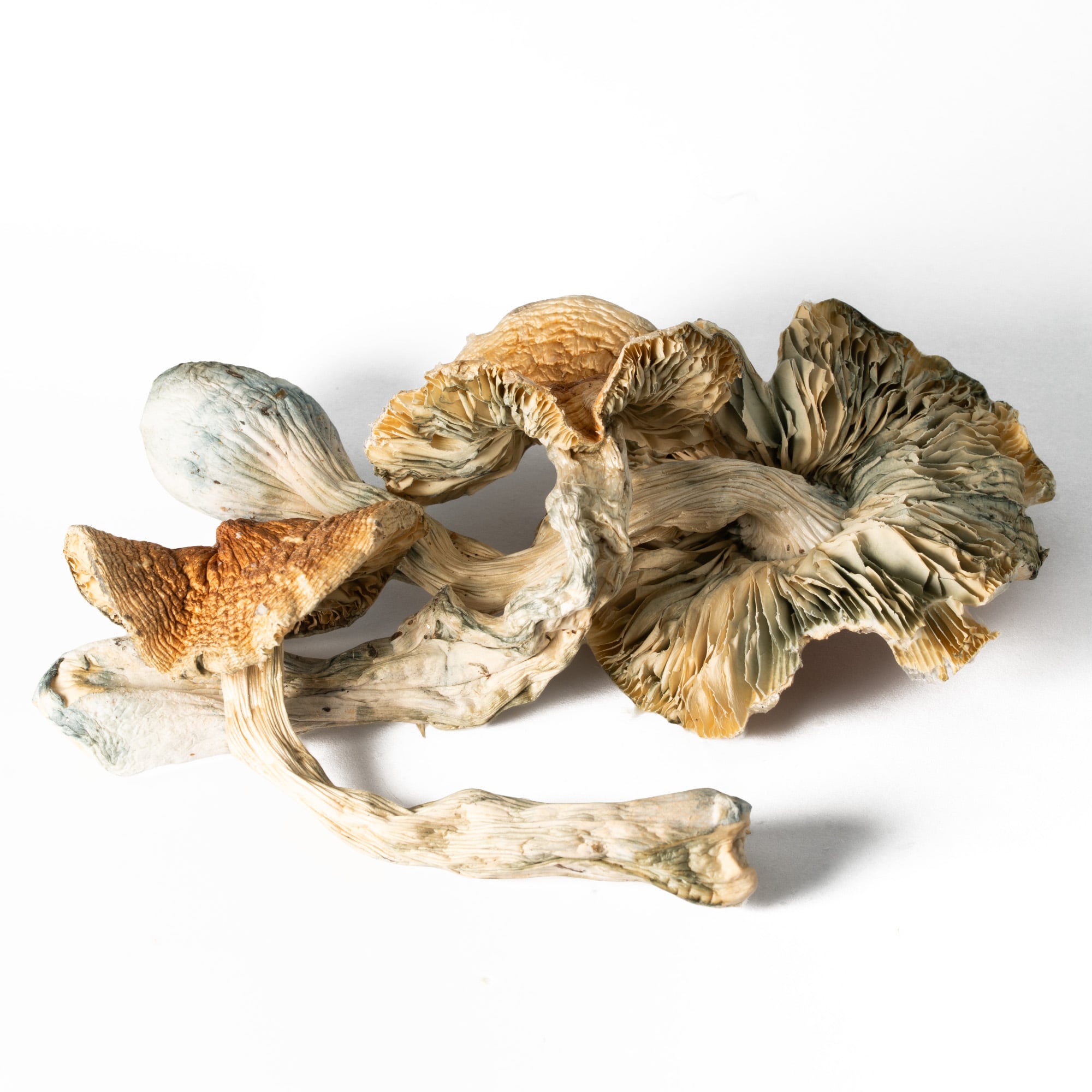 Full Moon Party Mushrooms - Image 3