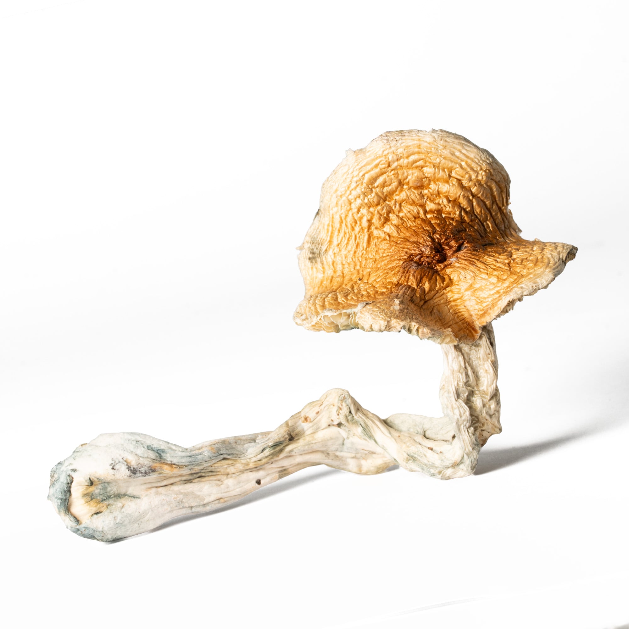 Full Moon Party Mushrooms - Image 5