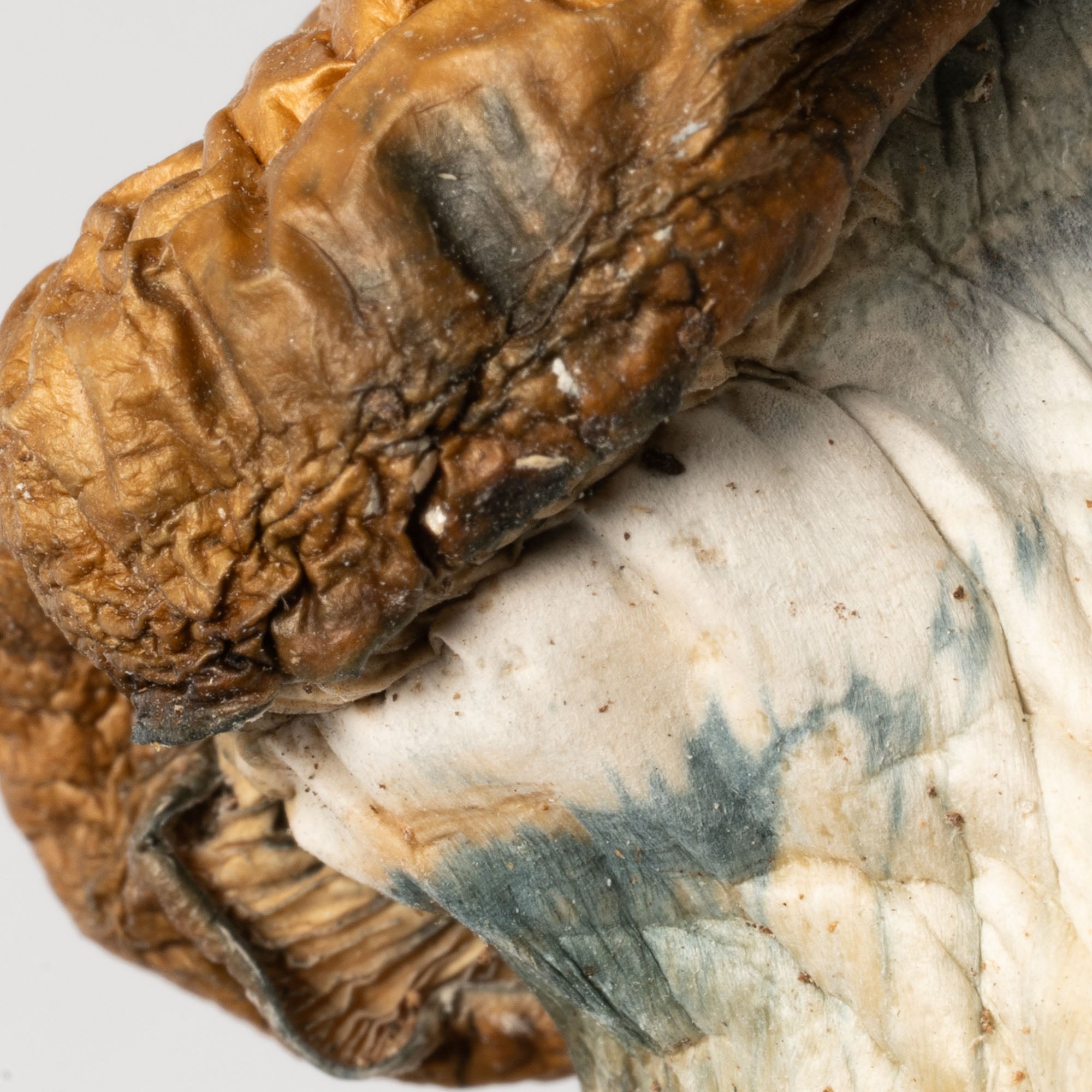 Koh Samui Mushrooms - Image 3