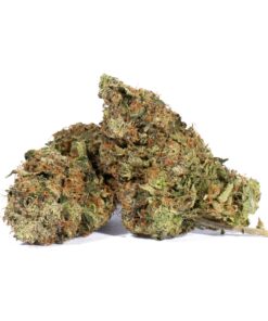 Tropicana Haze (AAAA)