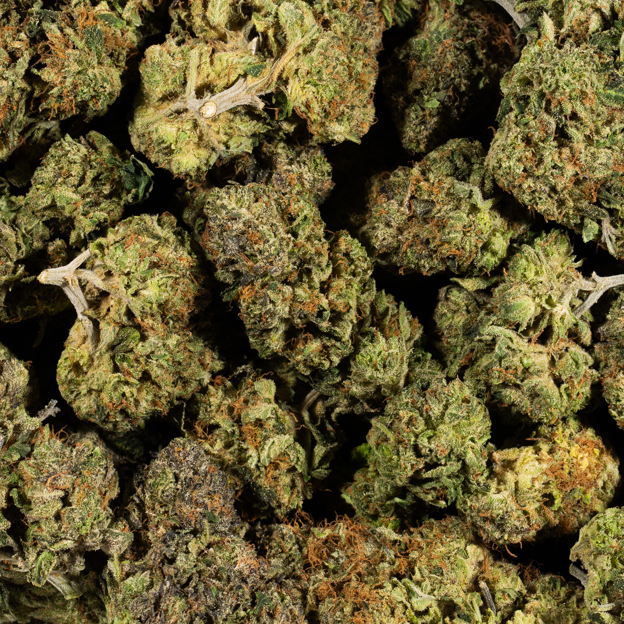 Lemon Sweet Skunk (AAA) - Image 5