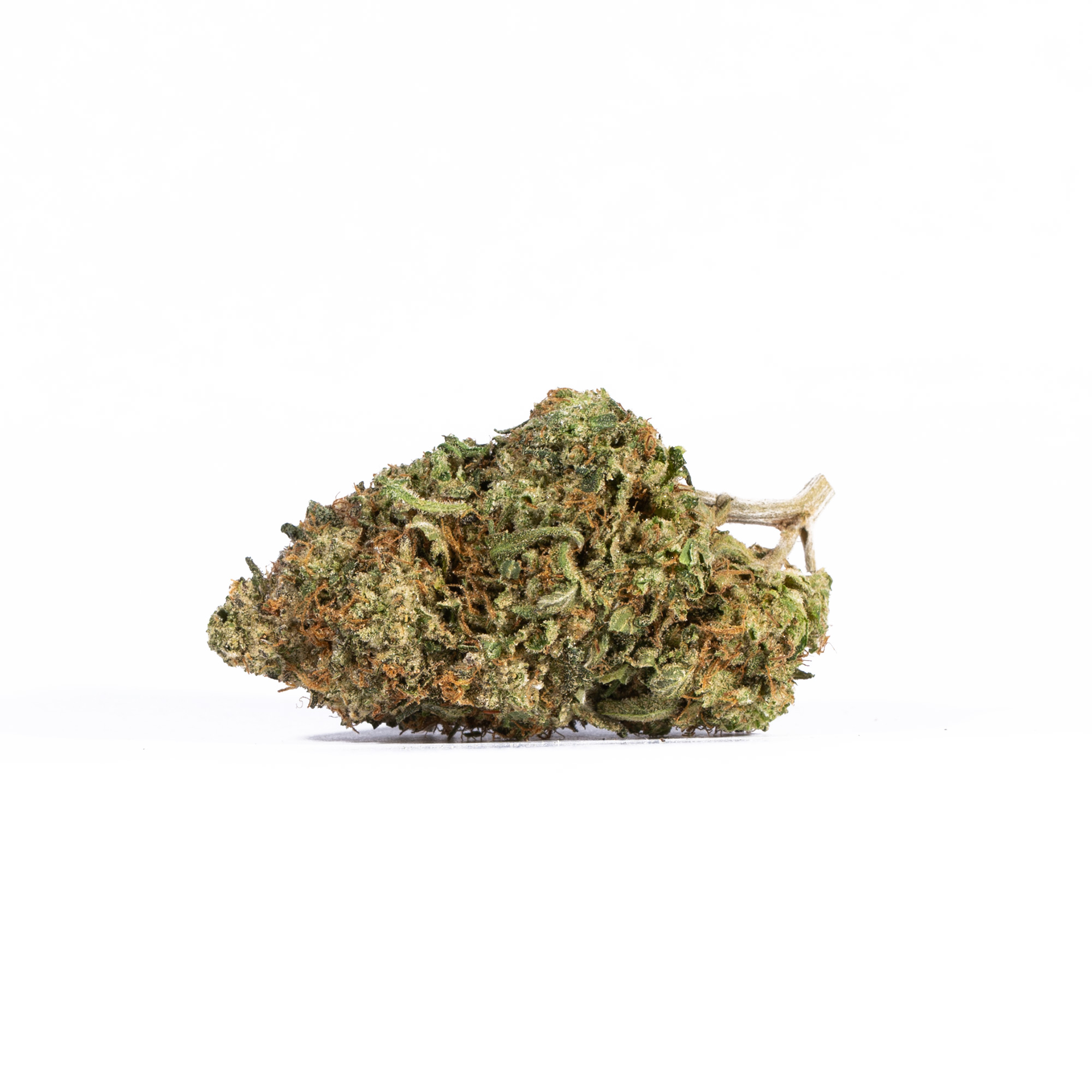 Lemon Sweet Skunk (AAA) - Image 2