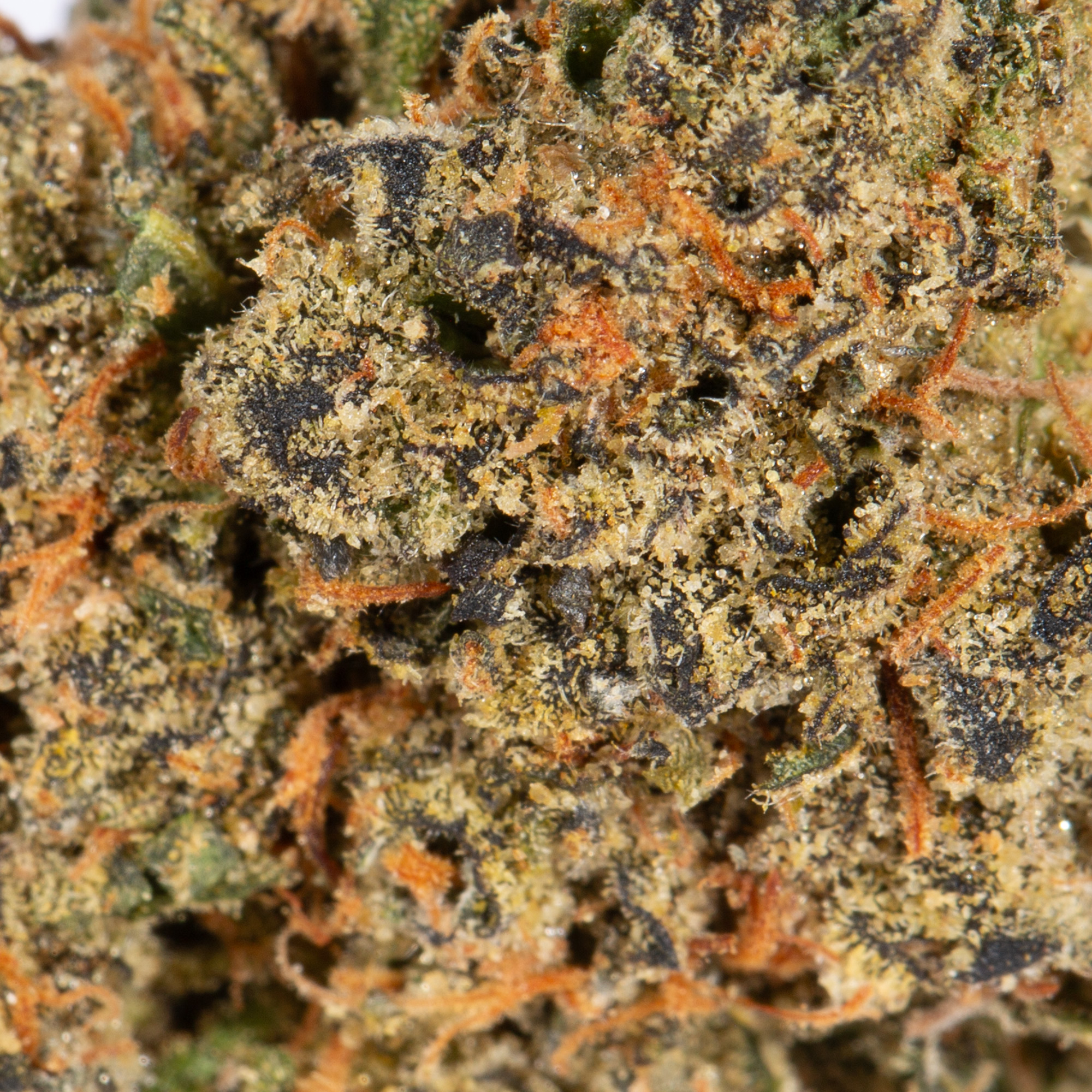 Tropic Thunder (AA+) - Image 5